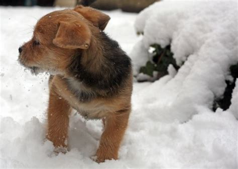 Free Images Outdoor Snow Cold Winter Puppy Animal Cute Pet