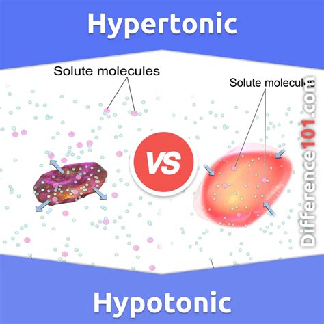 Hypertonic Vs Hypotonic 5 Key Differences Pros And Cons Similarities