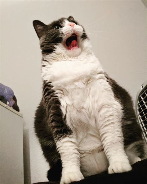 Is This Chubster Yawning Or Screaming R Delightfullychubby