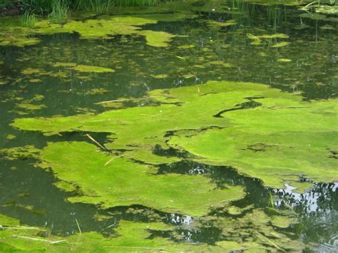Cascadias Conservation Conversation Algae