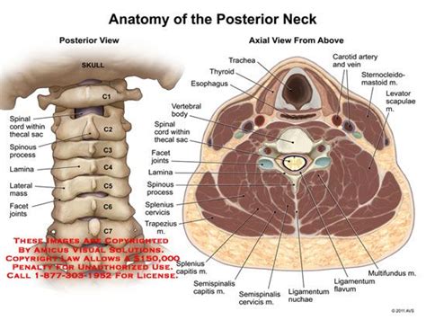 Pin On Head And Neck Anatomy