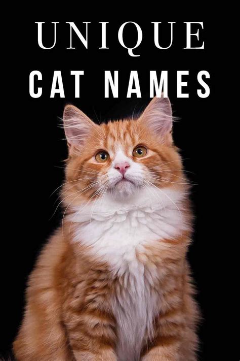 Unique Cat Names Over 140 Unusual Names For Your New Cat Unique Cat