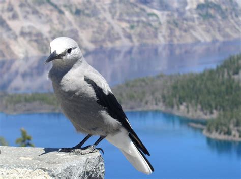 Bird At Crater Lake Oregon Crater Lake National Park National Parks