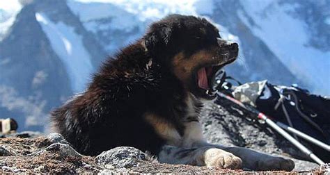 Stray Dog Joins Hikers On 24000 Foot Himalayan Mountain Expedition