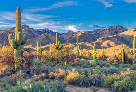 Stunning Saguaros Ten Fascinating Facts About Saguaro Cacti Desert