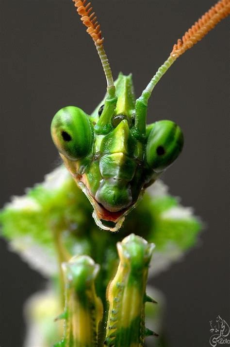 Bugs That Look Like Praying Mantis