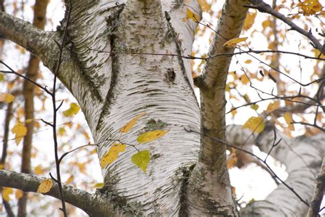 Birch Treegoldnovember In The Arnold Arboretum By Miss Tbones On
