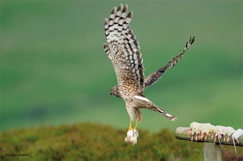 Gwct News And Advisory Leading Raptor Scientist Believes Hen Harrier Brood Management Could