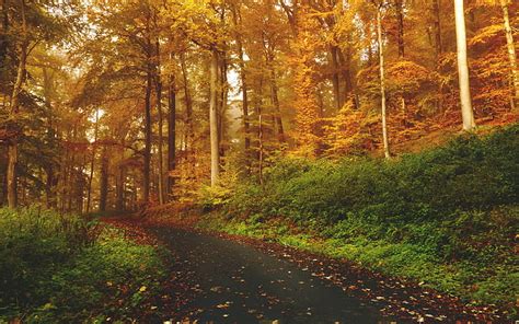 Hd Wallpaper Autumn Trees Backgrounds Forest Trail Download