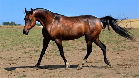 Dapple Bay Arabian By Valarian Beautiful