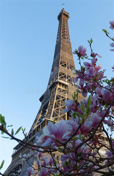 Eiffel Tower In Sunny Spring Day With Magnolias In Paris France Stock