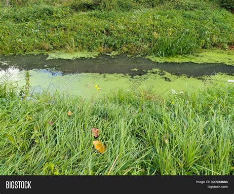 Boggy Forest Lake Image And Photo Free Trial Bigstock