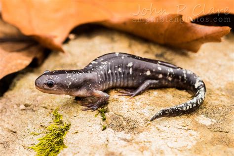 Ringed Salamander Ambystoma Annulatum Metamorph Found Cr Flickr