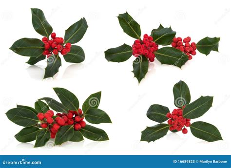 Holly Leaf And Berry Sprigs Stock Image Image Of Sampler Poisonous