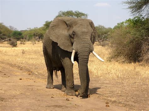 Elephant African Bush · Free Photo On Pixabay