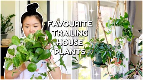 This is an indepth review of which plants will perform in which windows for you. My Top 5 Hanging House Plants in a North Facing Window ...