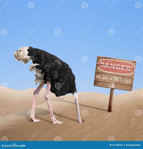 Cartoon Ostrich Head In Sand Ostrich Head Its Sand Hiding Under