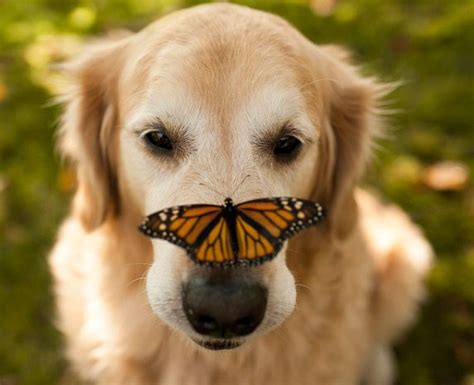 Dog And Butterfly Golden Love Pinterest