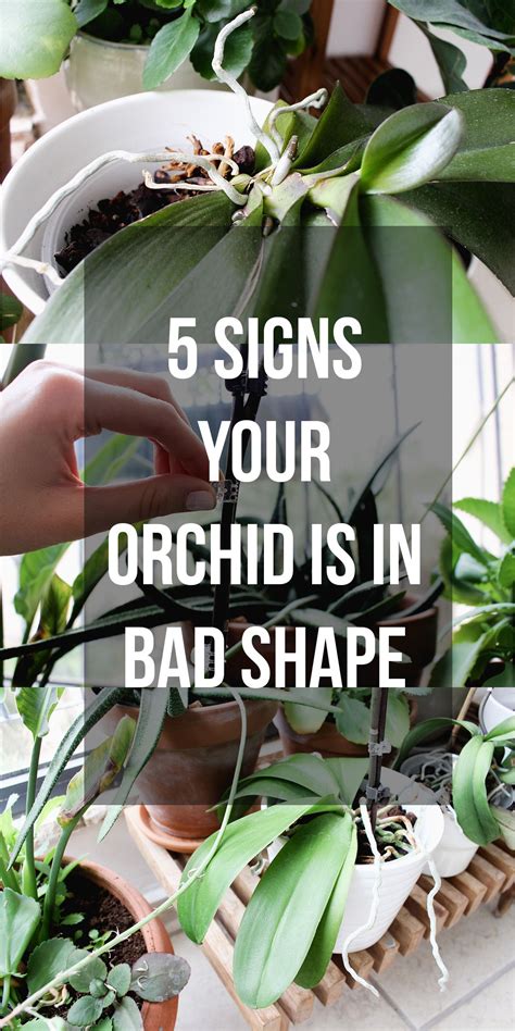 How To Care For Orchids Indoors Orchid Plant Care Orchids Repotting