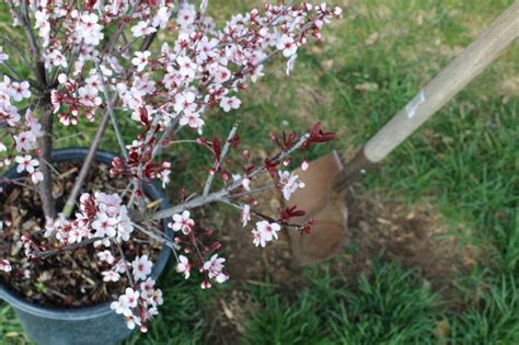 Choosing To Grow Cherries From Bare Root Or Potted Plants Food