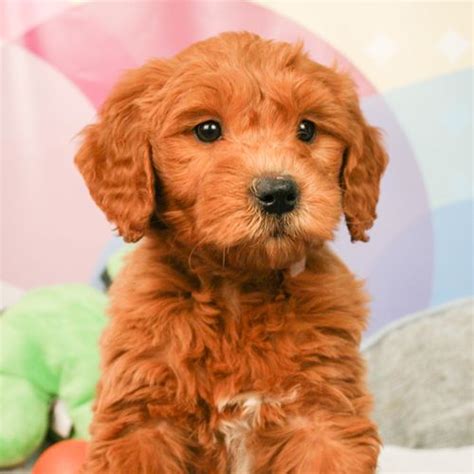Mini goldendoodle in dogs & puppies for rehoming in ontario. Mini Goldendoodle puppies are a perfect baby mix of Golden ...