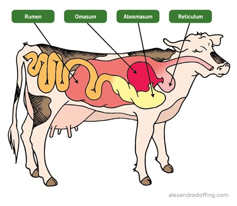 Cows Digestive System By Angela Salvato Cow Digestive System Large