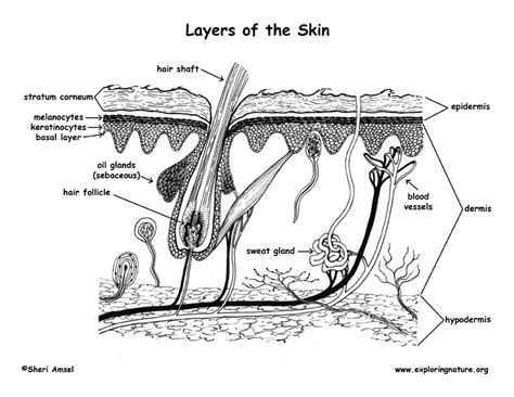 Propose a mechanism by which uv radiation exerts a selective pressure on the human population that leads to the evolution of skin pigmentation. Layers of the Skin