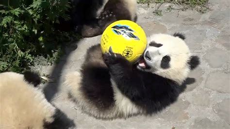 Chinese Giant Pandas Make Doha Public Debut Ahead Of World Cup Youtube