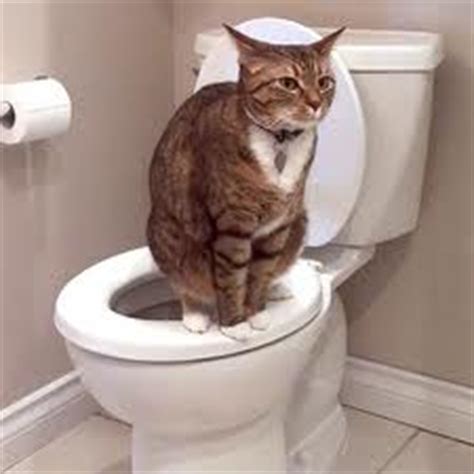 Cat using toilet and flushes 1 2. Why do people deny evolution? - Page 30