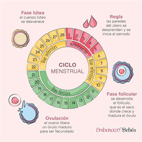 Fases Del Ciclo Menstrual Fases Del Ciclo Menstrual Cosas De Enfermeria Ciclo Menstrual
