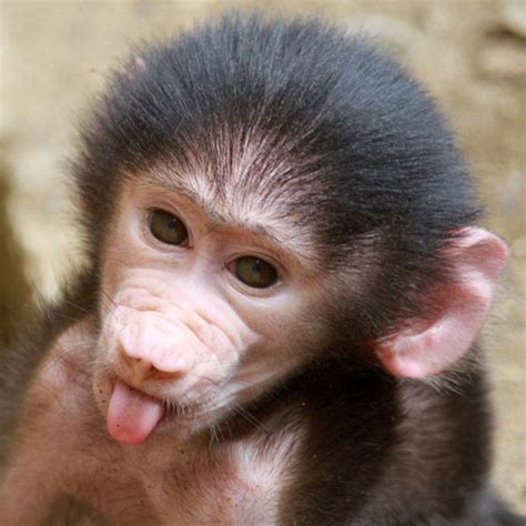 55 Pictures Of Animals Showing Their Tongue Tail And Fur