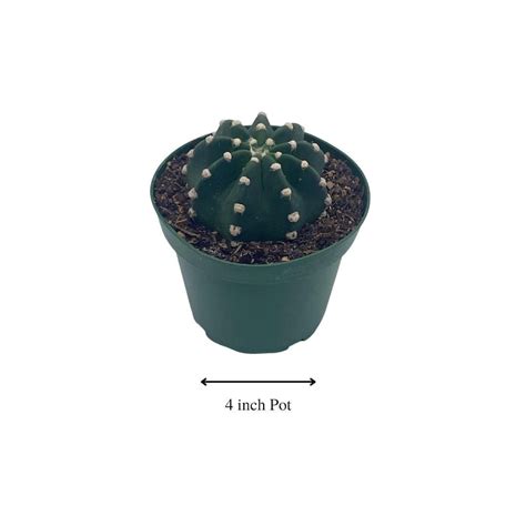 Easter Lily Cactus Echinopsis Subdenudata Domino Cactus Etsy