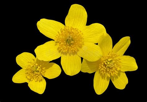 Flowers Of Kingcup 10 Stock Image Image Of Wildflower 41351371