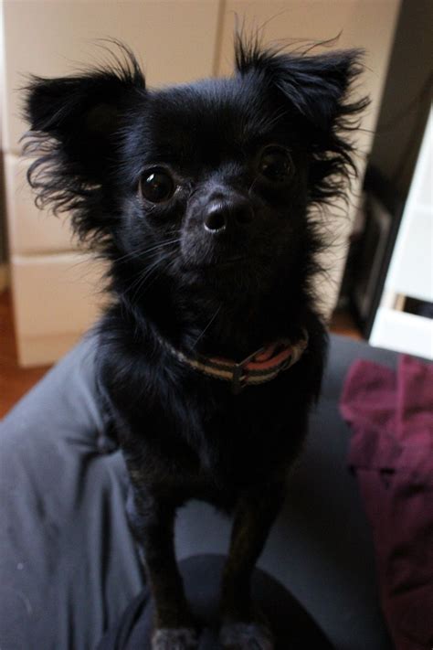 Suki My Long Hair Chihuahua Love Ya Puppy Cute Dog Pictures