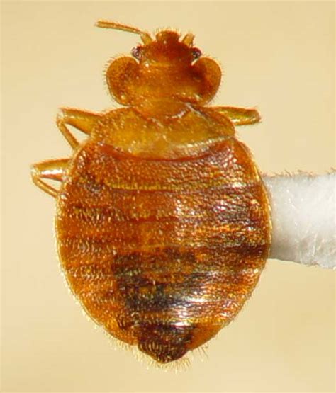 Biology And Identification Bed Bugs In Tennessee