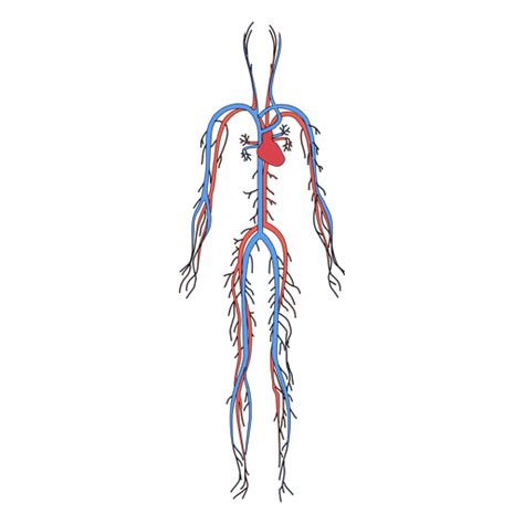 Cardiovascular System Blood Human Body Transparent Png And Svg Vector File
