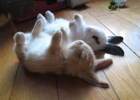 30 Lovable Bunnies To Put You In The Easter Spirit Cutest Bunny Ever