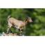 Artiodactyl Other Pets Horns Animal Goat Goats Wallpapers HD 