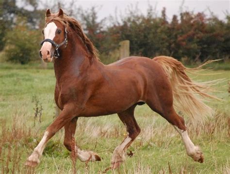 Welsh Pony And Cob Pretty Horses Show Horses
