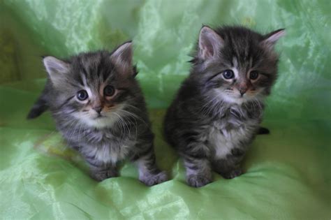 Beautiful Brown Tabby Norwegian Forest Cat Kittens Birkenhead Merseyside Pets4homes