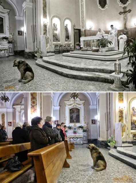 Ciccio A 12 Year Old German Shepherd Attends Daily Mass At Church Where Dead Owner Used To Go