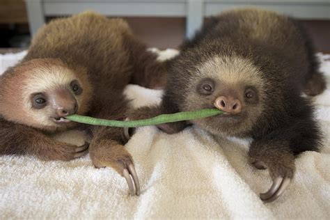 Hoffmanns Two Toed Sloth Orphans Eating Photograph By Suzi Eszterhas