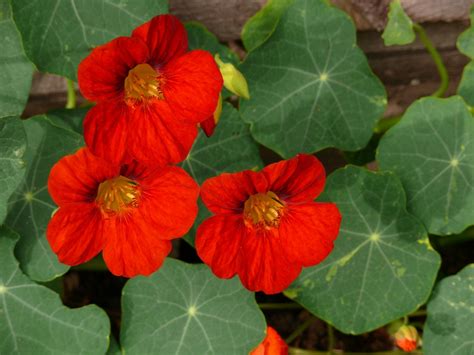 무료 이미지 꽃잎 빨간 목초 식물학 지독한 플로라 꽃들 한련 꽃 피는 식물 연간 공장 육상 식물 3648x2736 937585 무료 이미지
