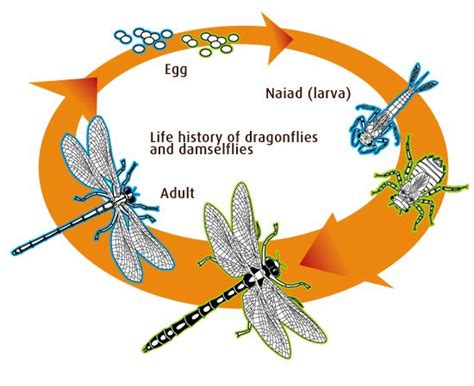 Damselfly Life Cycle Damselfly Dragonfly Larvae Dragonfly