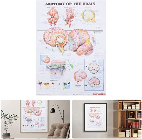 Anatomical Poster Brain Laminated KASTWAVE Anatomical Chart Of The Human Brain Anatomy Chart