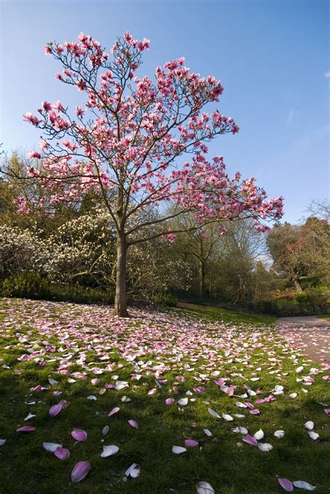 Magnolia Tree Types - Learn About Common Varieties Of Magnolia Trees