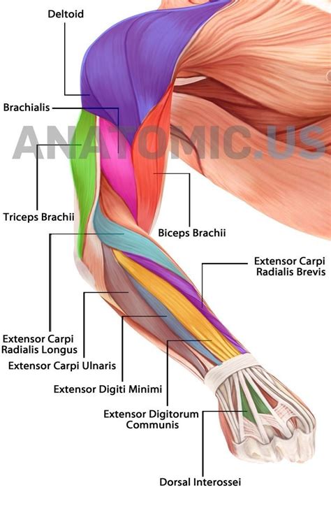 Upper Arm Diagram Diagram Of Arm Muscles Upper Arm Muscle Diagram