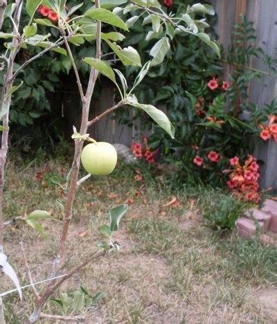 Dormant oil sprays are used on fruit trees before the buds begin to swell and suffocate insects and their eggs nesting in branches. Pat Veretto's Frugal Living Blog: Frugal Homemade Dormant ...