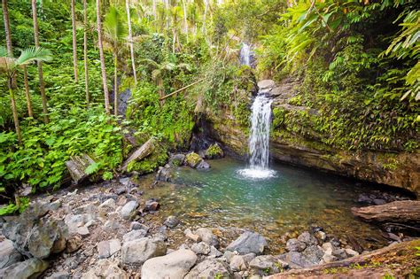 El Yunque National Forest In Puerto Rico Explore A Lush Tropical Rainforest Known For Its Rare