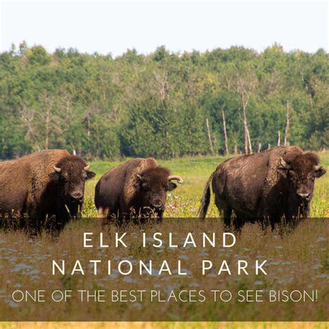 Elk Island National Park One Of The Best Places To See Bison